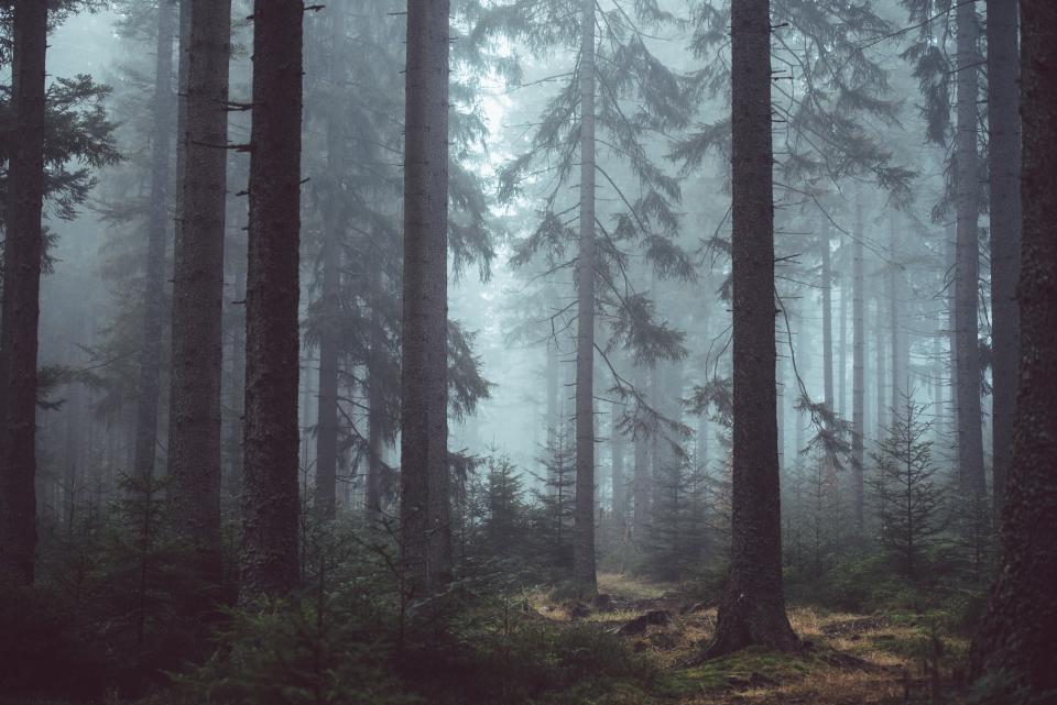 Die Kinder im Wald – Teil 1