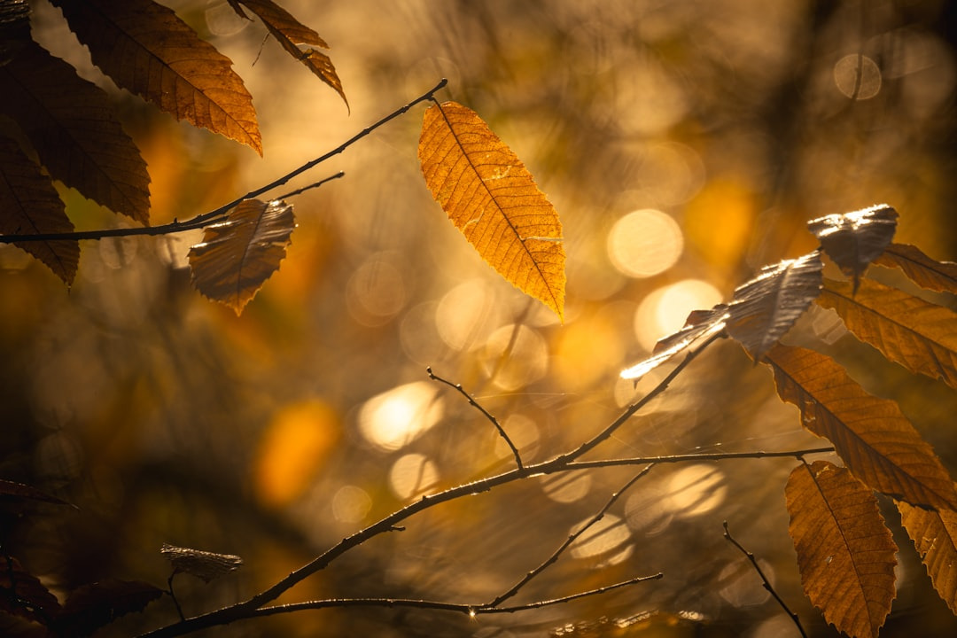 Warum der Herbst uns emotional schwerer trifft, als wir zugeben (und was spirituell wie praktisch hilft)